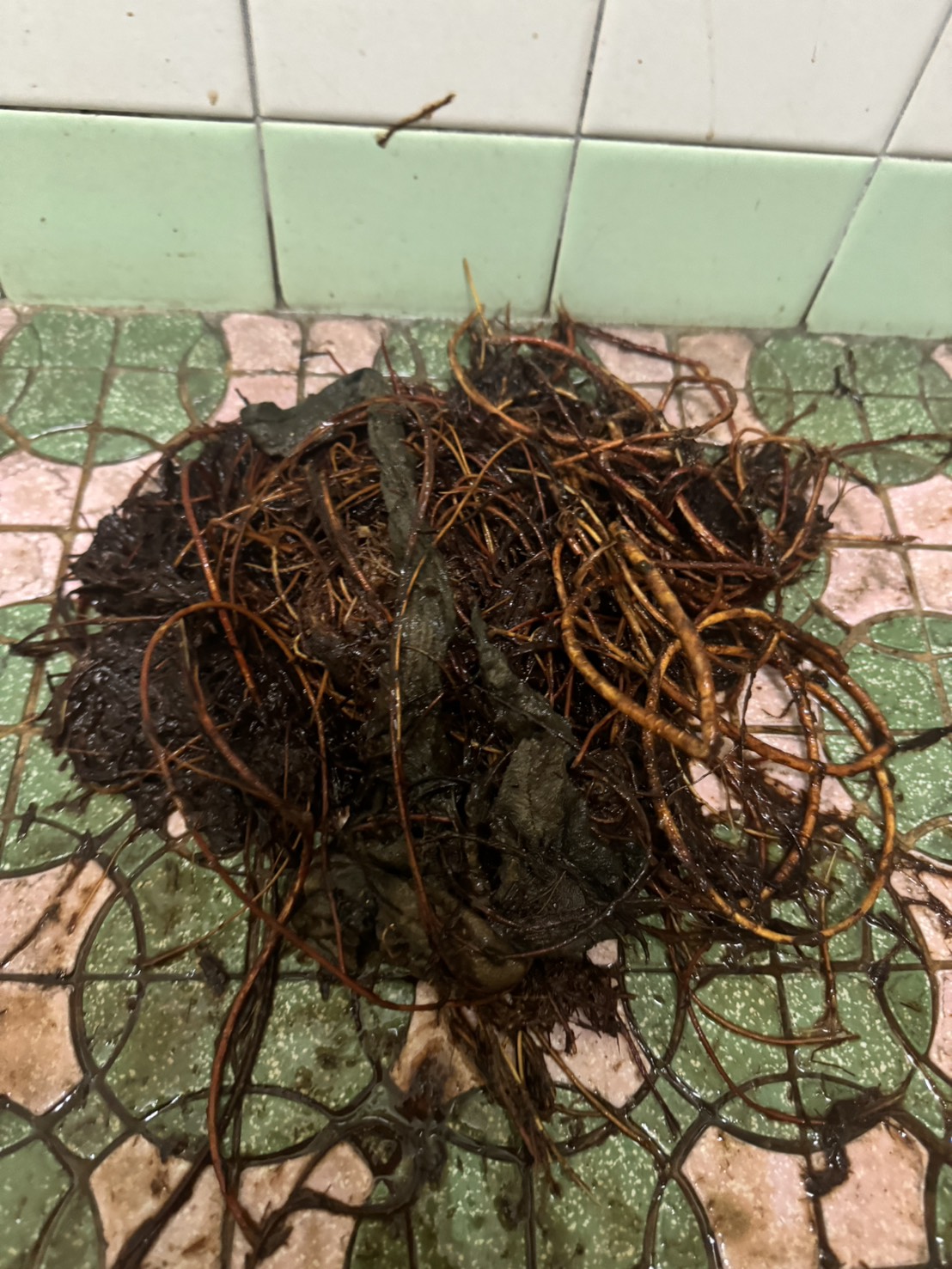 通馬桶清理出來的堵塞物